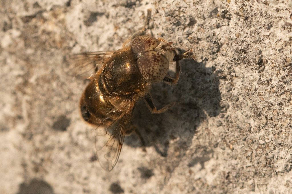 Syrphidae: Eristalinus aeneus, maschio