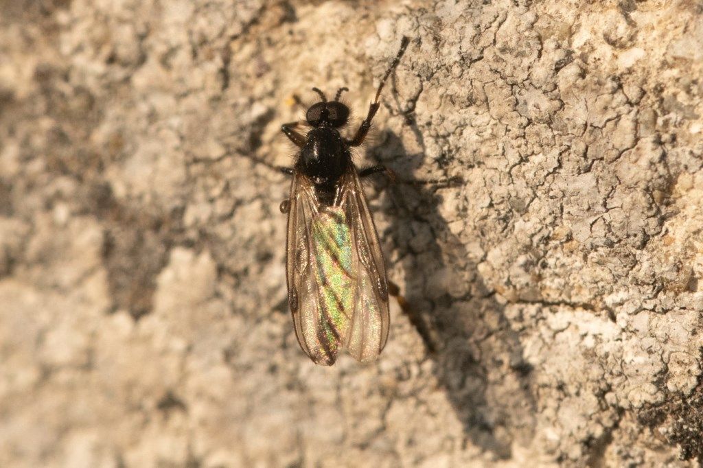 Bibio sp. (Bibionidae), maschio