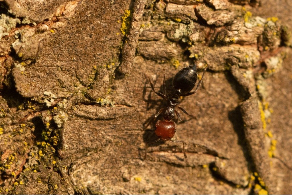 Formica da determinare: Crematogaster scutellaris