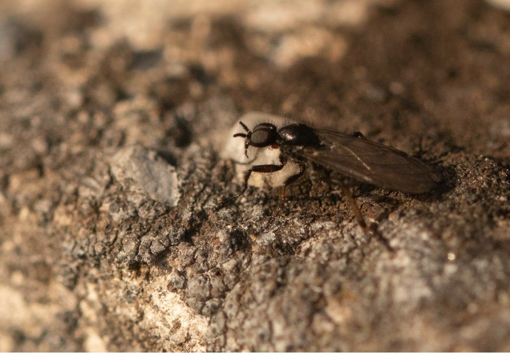 Bibio sp. (Bibionidae), maschio