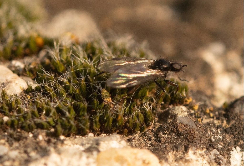 Bibio sp. (Bibionidae), maschio