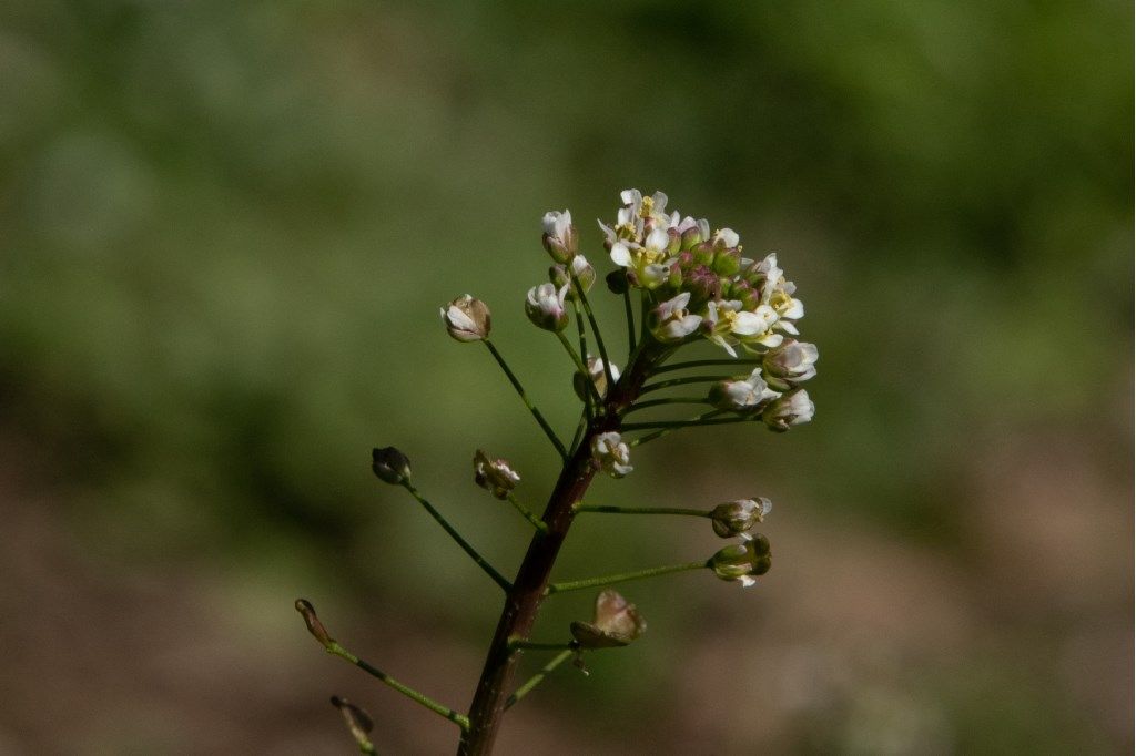 Capsella bursa-pastoris  (Brassicaceae)