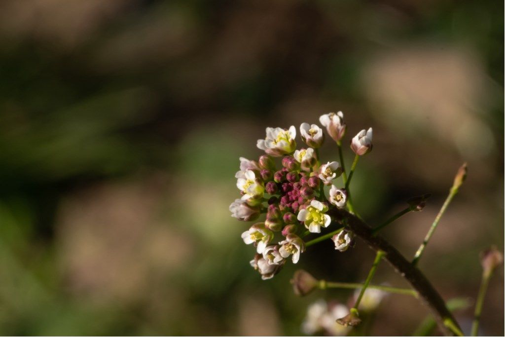 Capsella bursa-pastoris  (Brassicaceae)