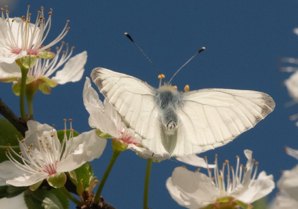 Pieris napi, maschio