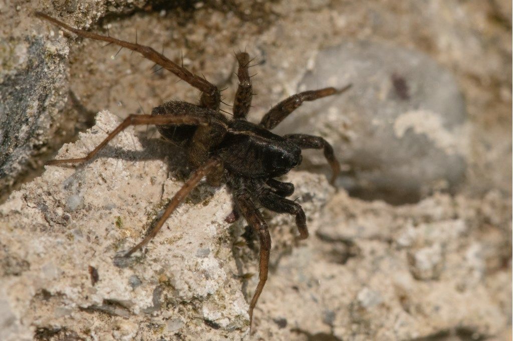 Pardosa sp., maschio - Crema (CR)