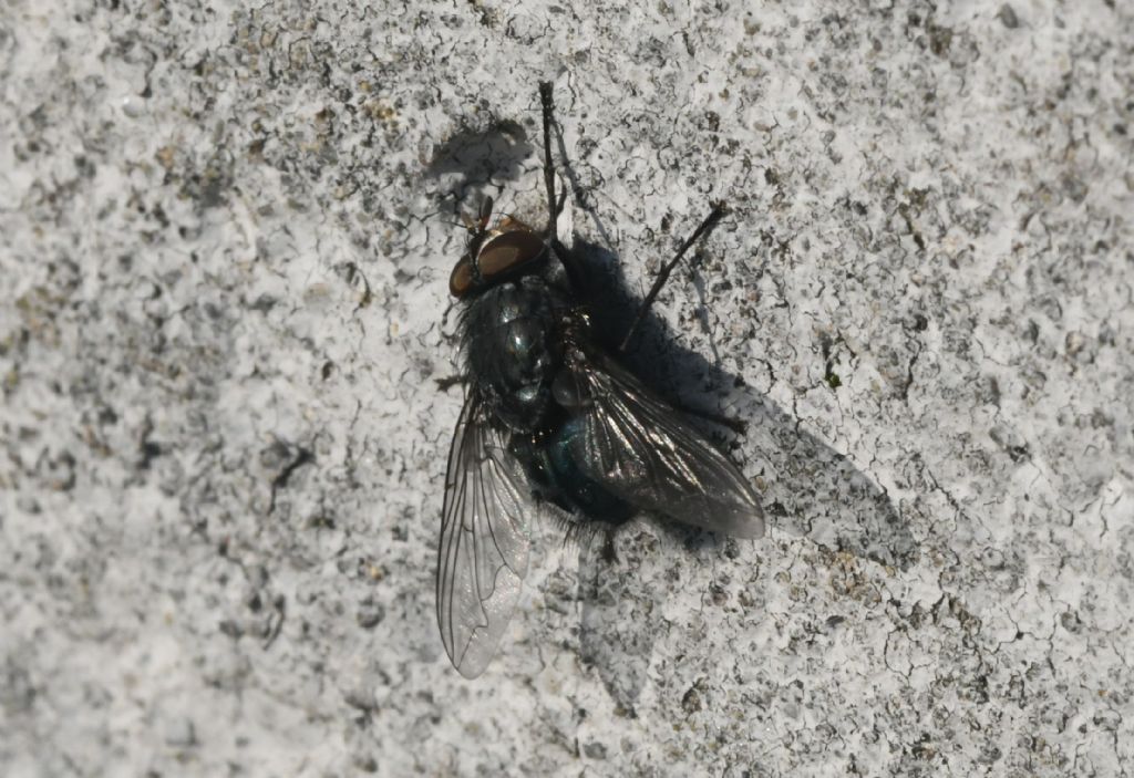 Bellardia sp. (Calliphoridae), maschio