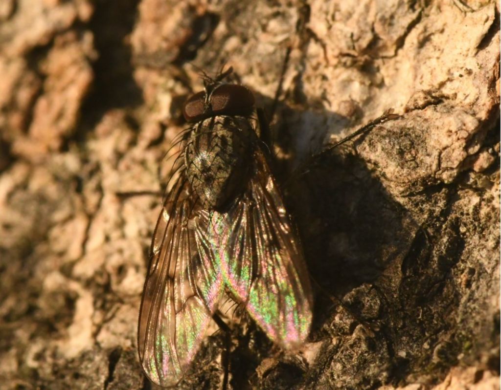 Muscidae: Phaonia trimaculata, maschio