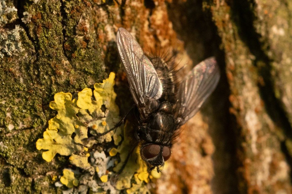 Tachunidae?  da determinare