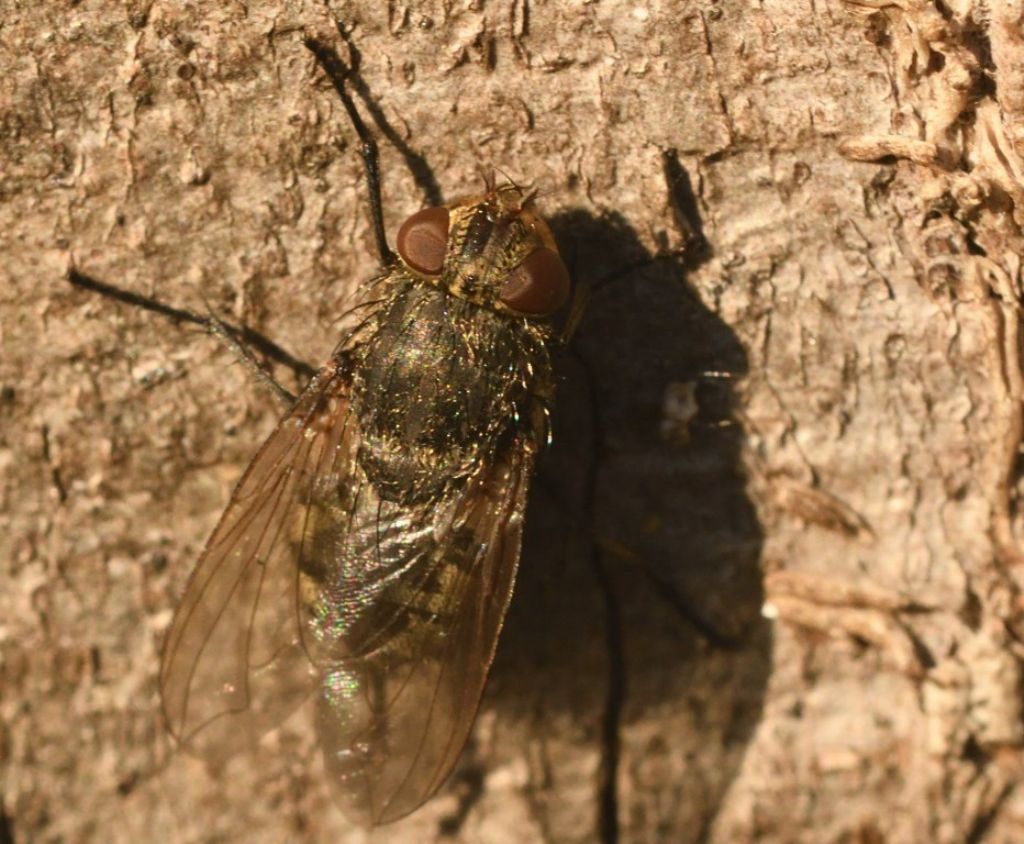 Calliphoridae:  Pollenia sp., femmina