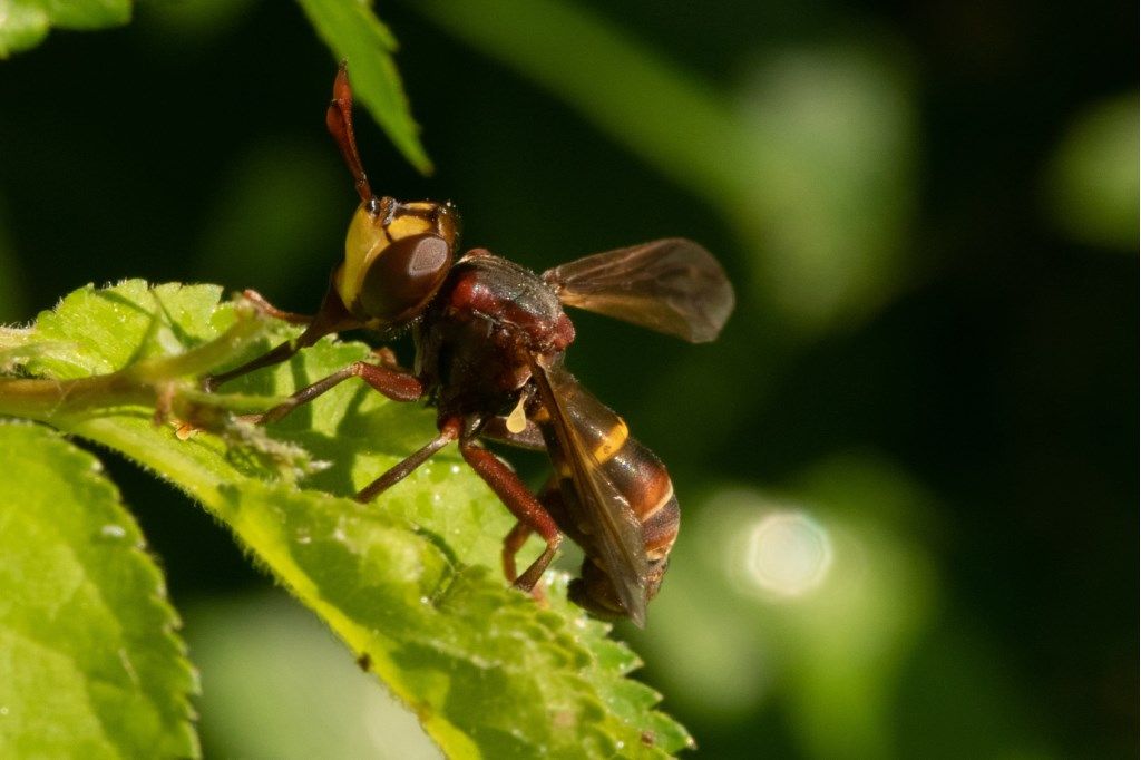 Conopidae: Conops (Conops) vesicularis