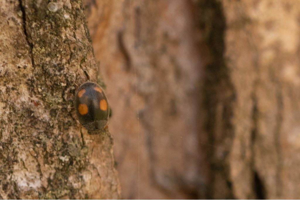 Coccinellidae: Platynaspis luteorubra