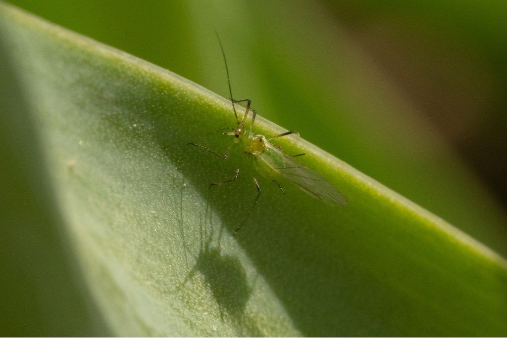 Aphididae da determinare .Possibile   Aulacorthum solani ?