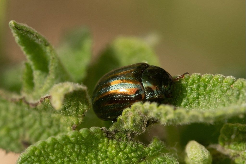 Chrysomelidae: Chrysolina americana