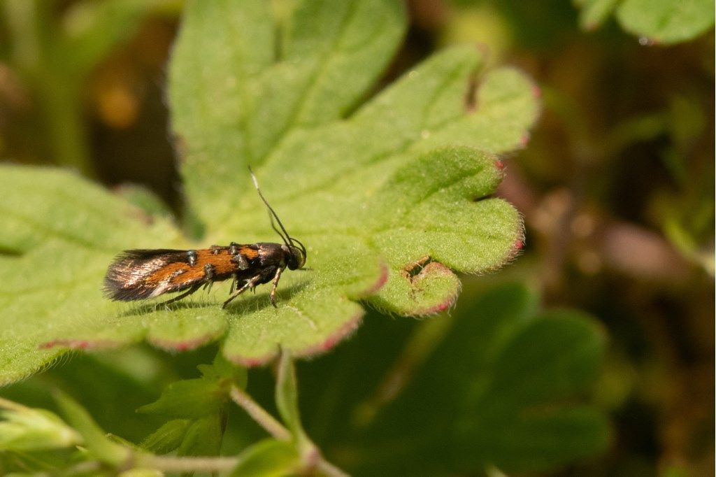 Microlepidottero: Pancalia leuwenhoekella, Cosmopterigidae