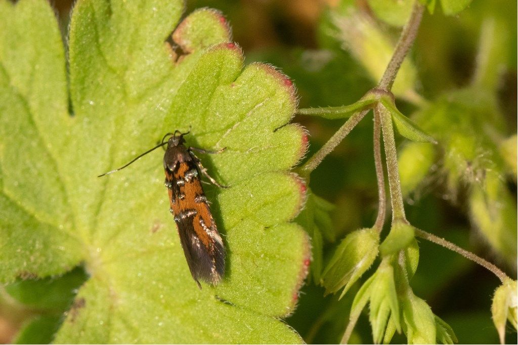 Microlepidottero: Pancalia leuwenhoekella, Cosmopterigidae