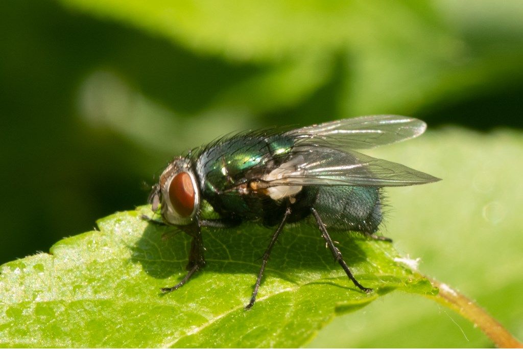 Lucilia sericata, femmina