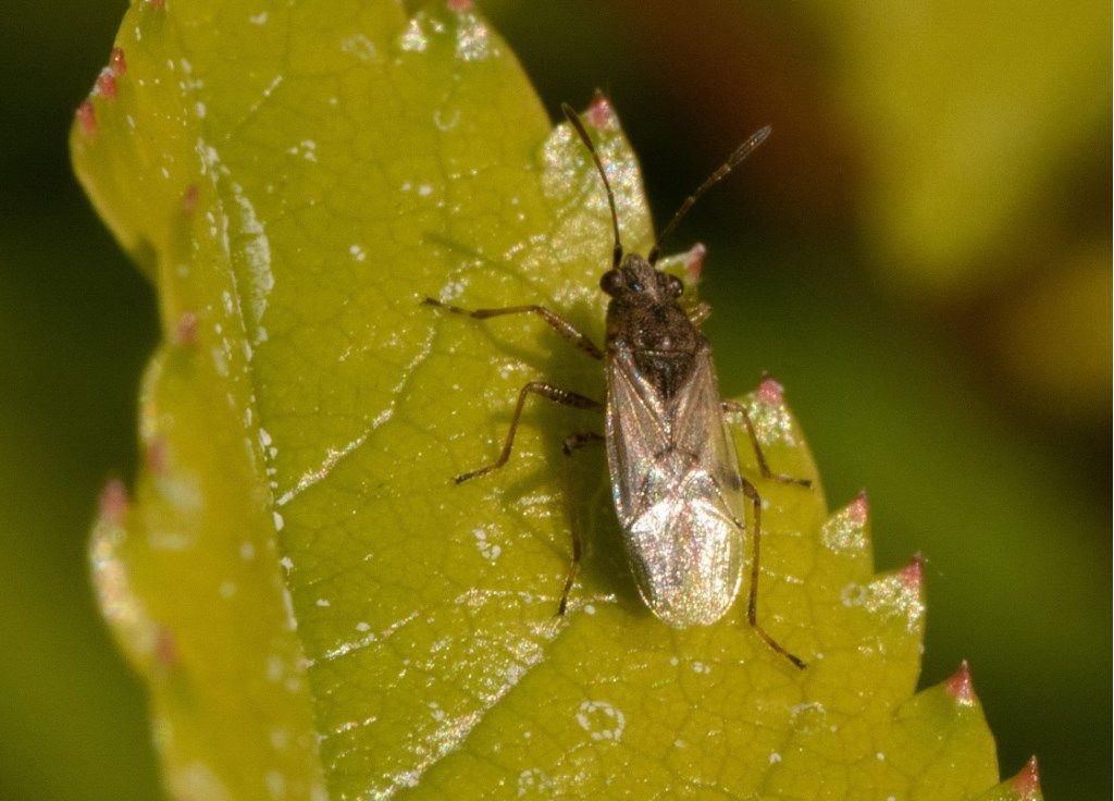 Rhopalidae? No, Lygaeidae: Nysius sp.