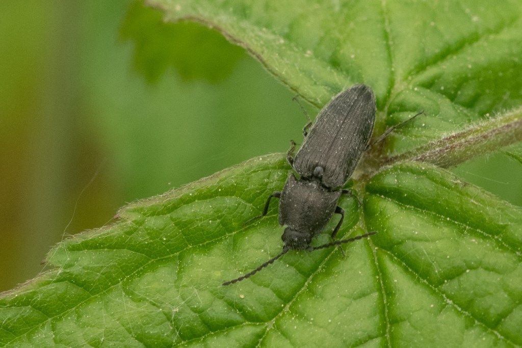 Elateridae: cfr. Cidnopus sp.