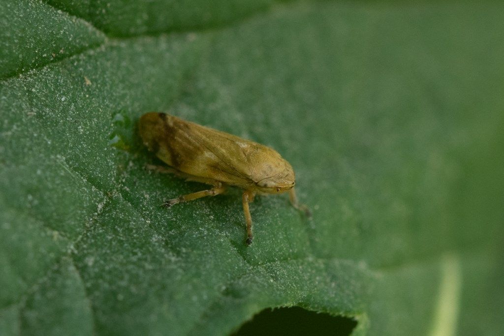 Cicadellidae? No, Aphrophoridae da id.