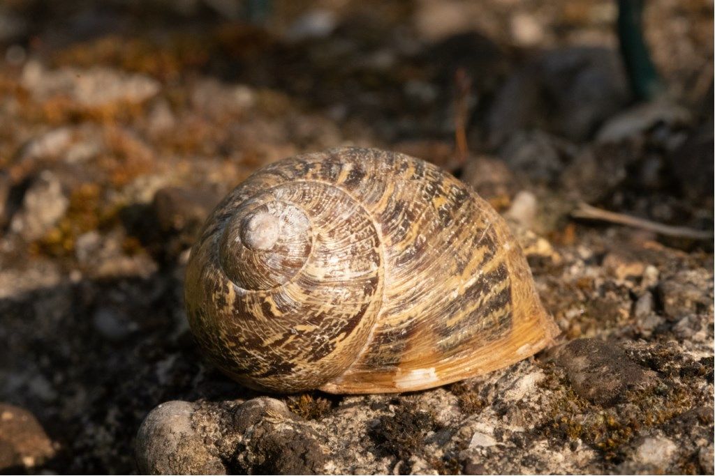 Cornu aspersum