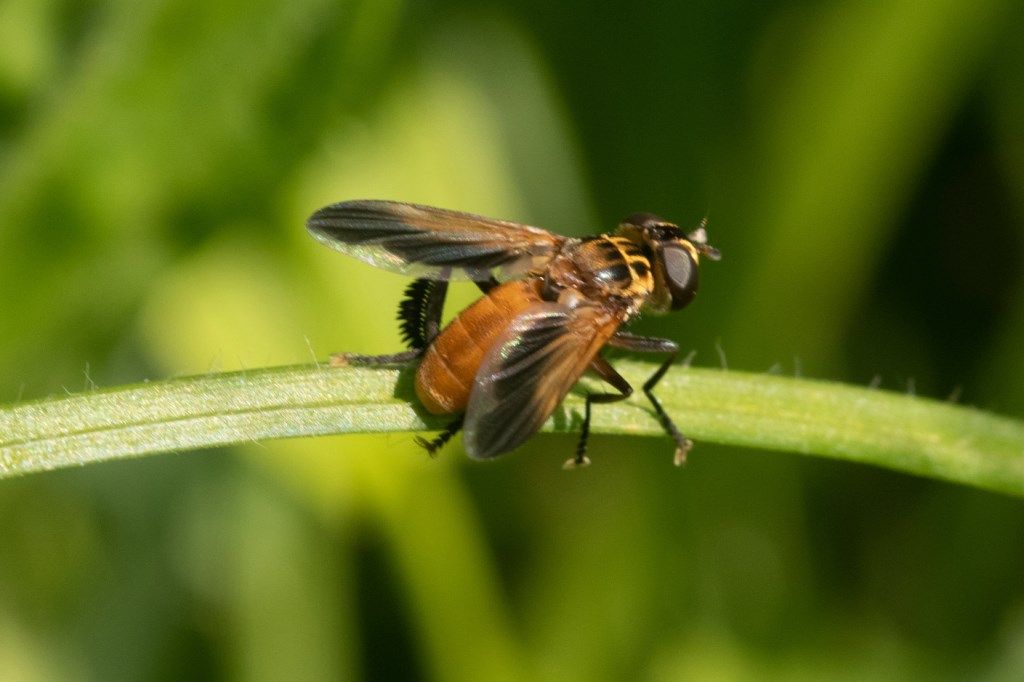 Tachinidae: Trichopoda pennipes