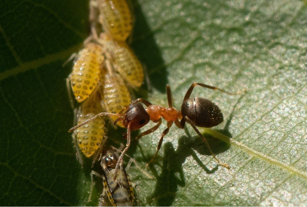 Formica da determinare (Lasius emarginatus ?)