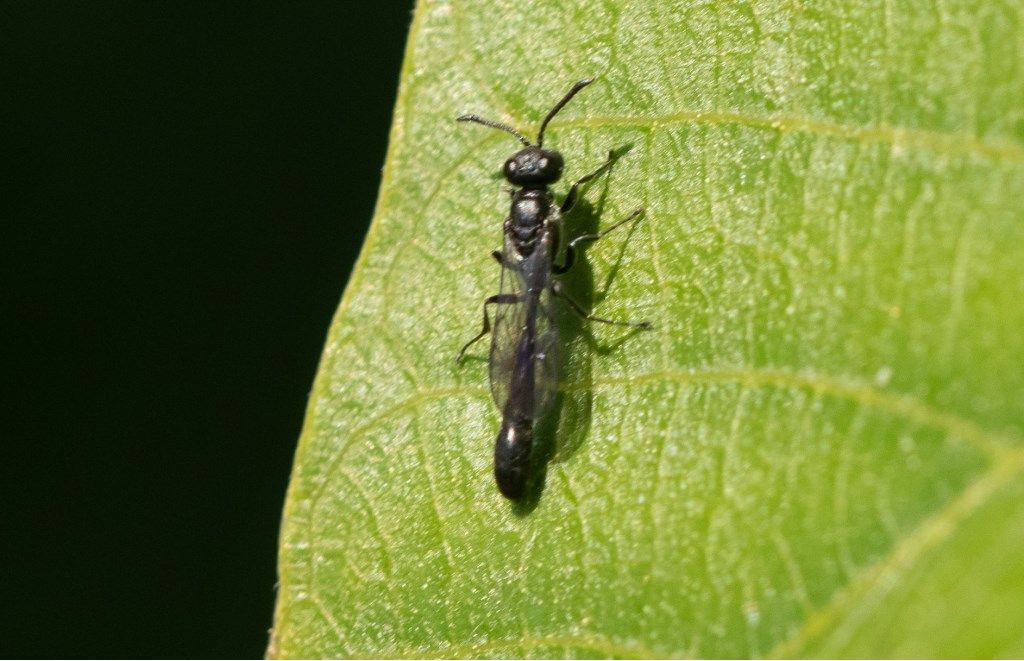 Crabronidae: Trypoxylon sp.