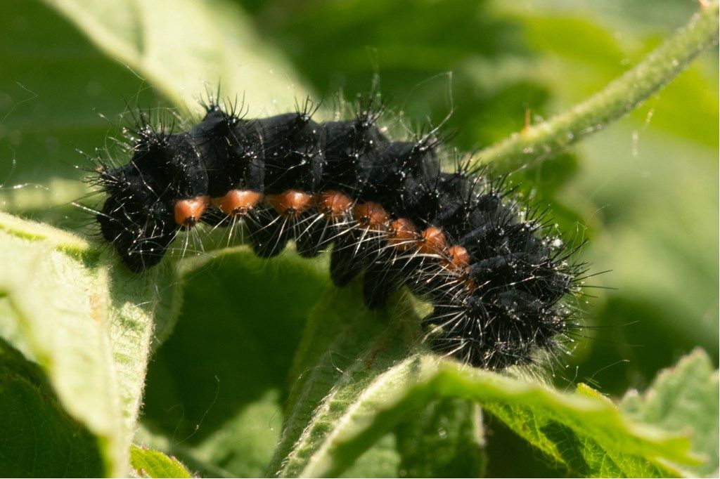 Bruco da identificare: Saturnia (Eudia) pavoniella - Saturniidae