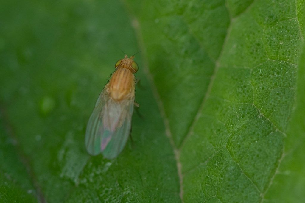 Lauxaniidae sp. ( cfr.)