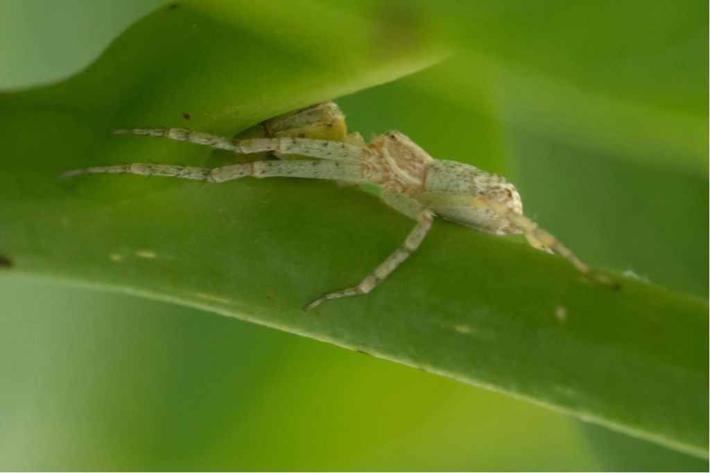 Philodromus sp. - prov. CR