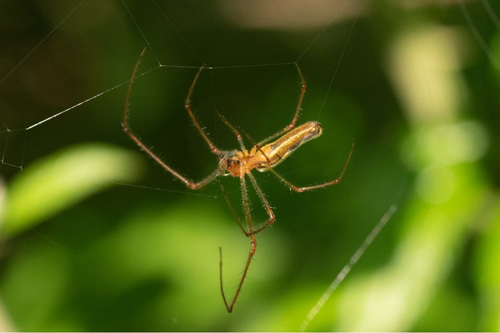 Tetragnatha extensa ?... Tetragnatha sp. - prov. CR