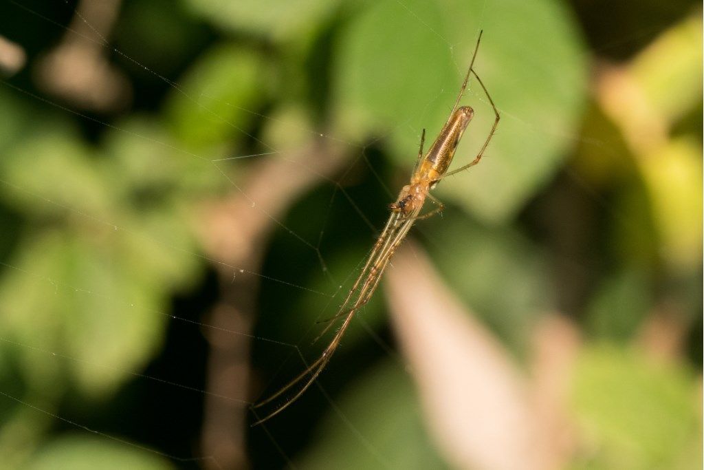 Tetragnatha extensa ?... Tetragnatha sp. - prov. CR