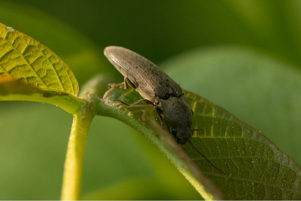 Elateridae: cfr. Agriotes sp.