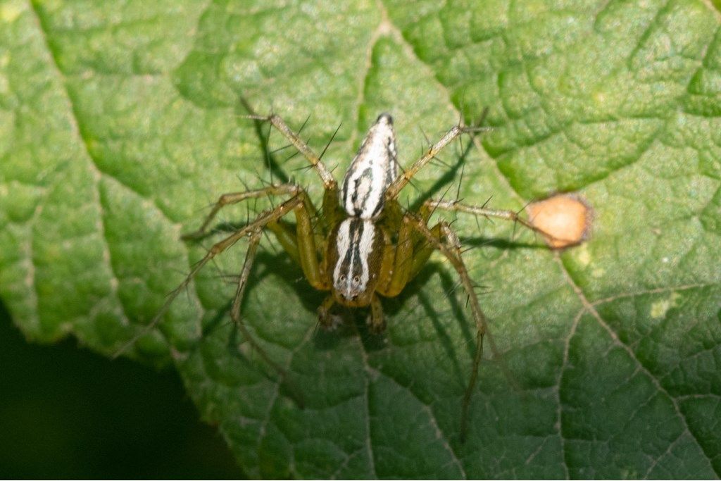 Oxyopes lineatus - prov. CR