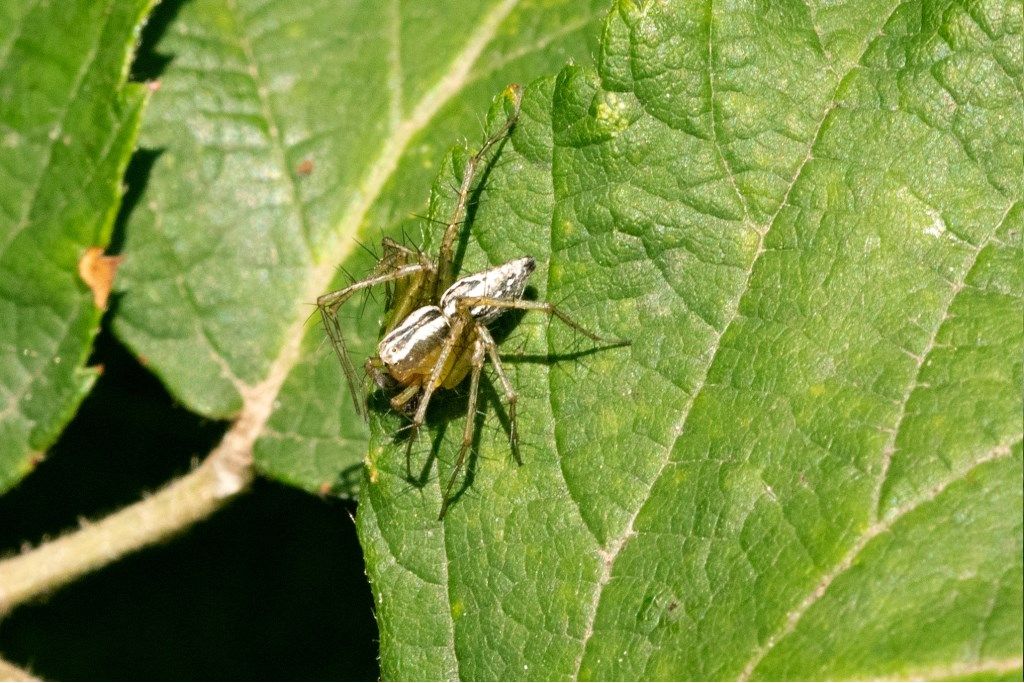 Oxyopes lineatus - prov. CR