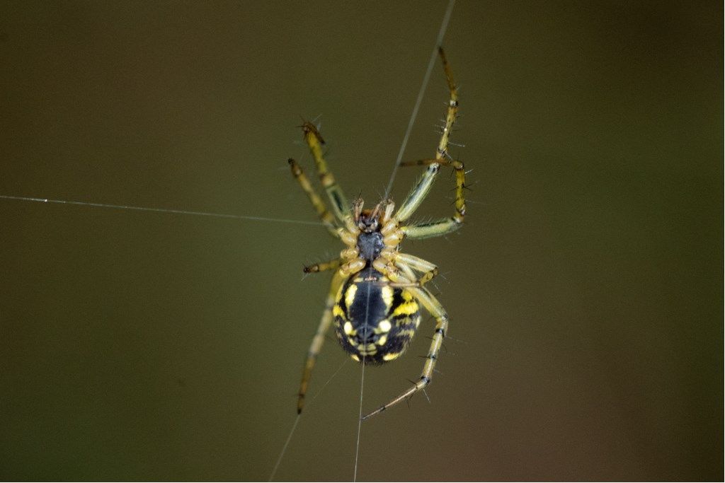 Mangora acalypha - prov. CR