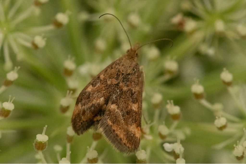 Farfallina da identificare: Pyrausta despicata - Crambidae