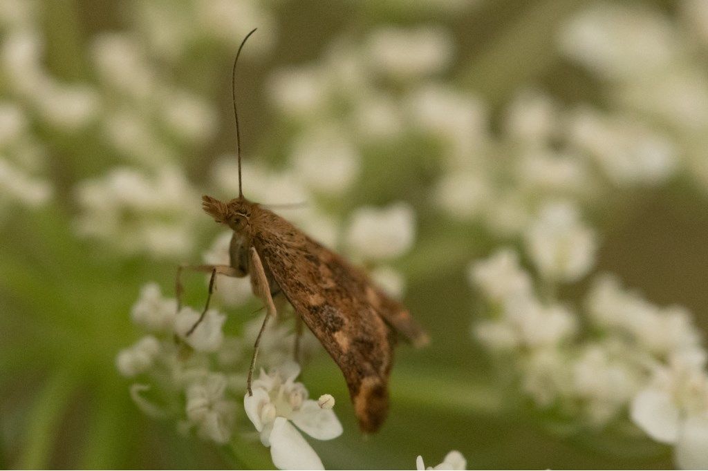 Farfallina da identificare: Pyrausta despicata - Crambidae