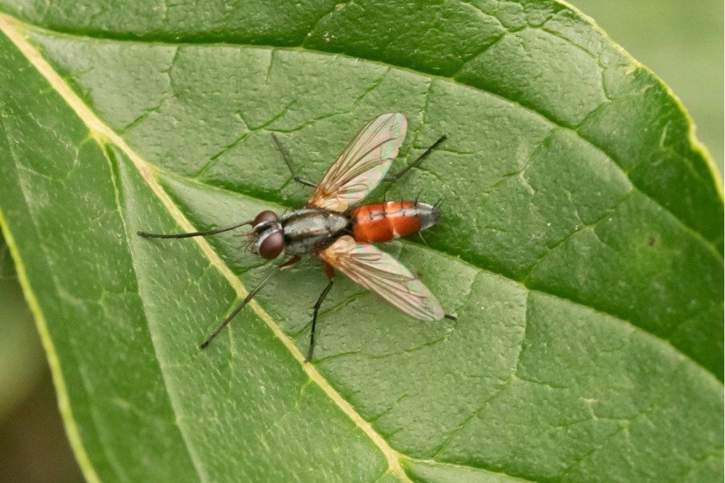 Tachinidae: cfr. Mintho sp.