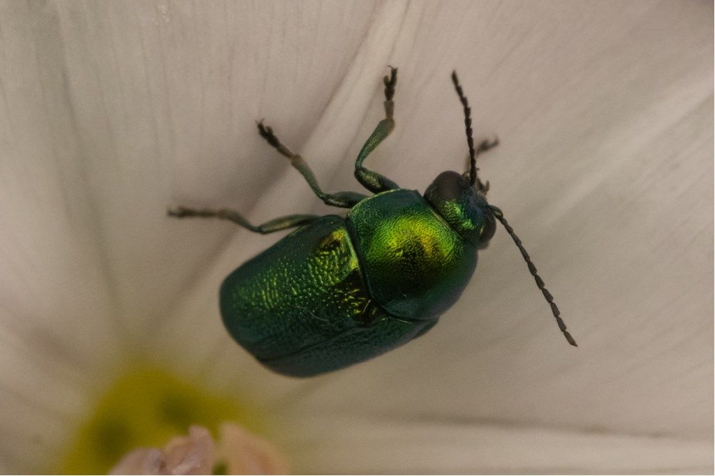 Chrysomelidae: Cryptocephalus sp. gruppo hypochaeridis