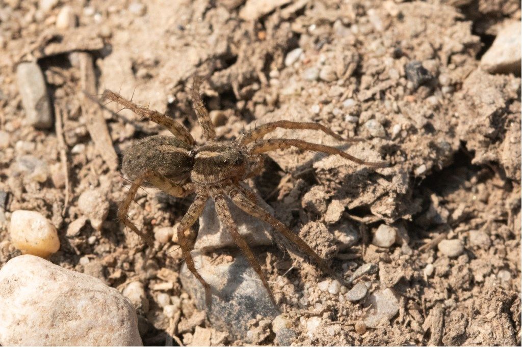 Pardosa sp. -Crema (CR)