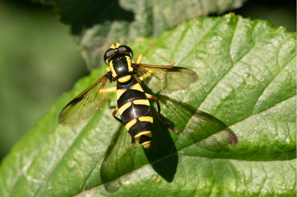 Syrphidae: Xanthogramma sp., femmina.