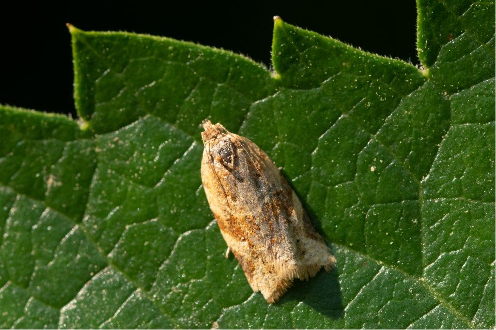 Farfallina da determinare: Tortricidae sp.