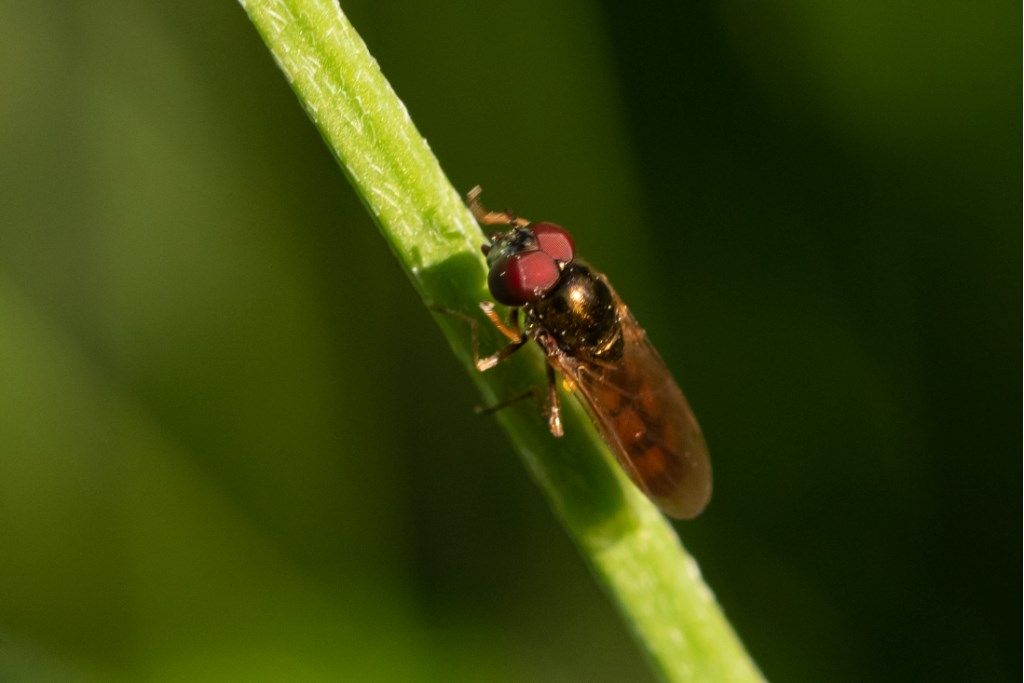 Syrphidae: Melanostoma mellinum, maschio