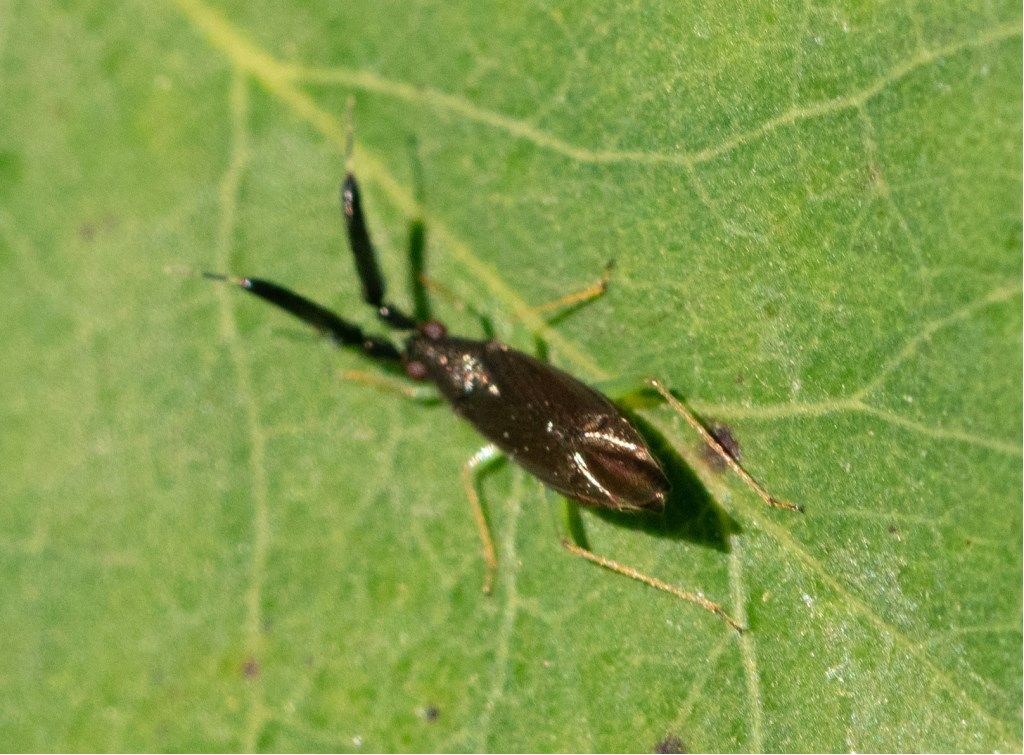 Miridae: Heterotoma sp.