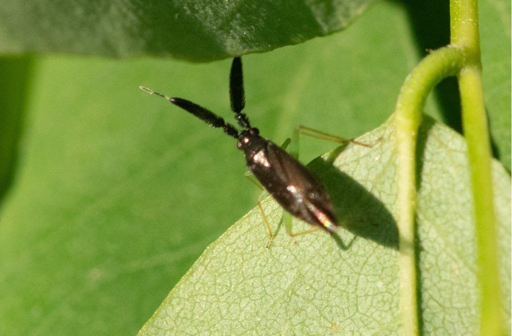 Miridae: Heterotoma sp.