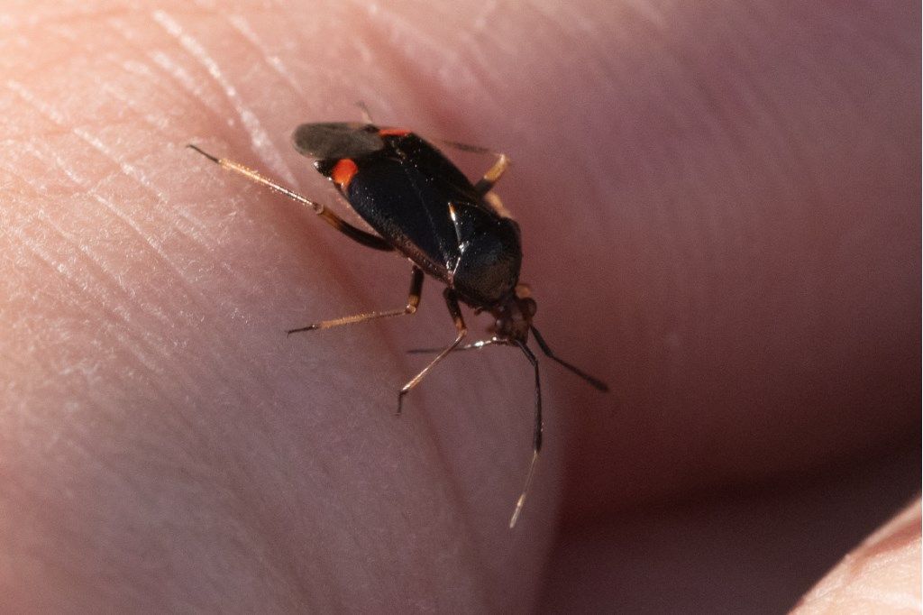 Miridae , Deraeocoris ruber? S !