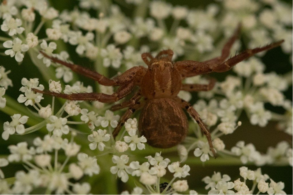 Xyisticus  sp. - prov. CR