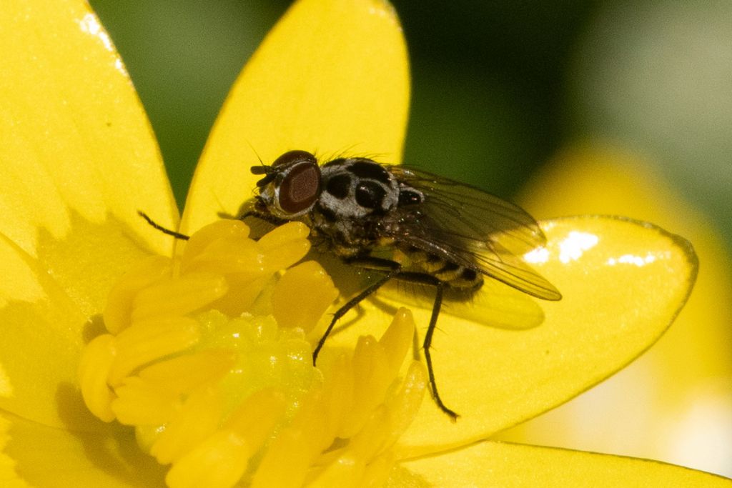 Anthomyiidae - Anthomyia cfr procellaris, maschio.