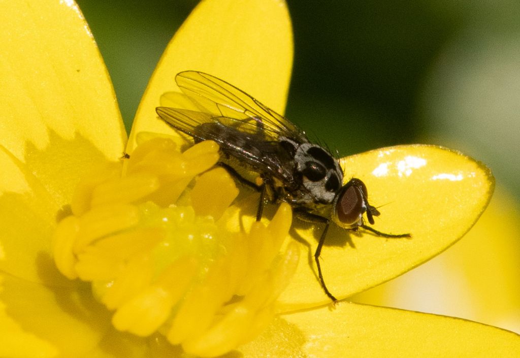 Anthomyiidae - Anthomyia cfr procellaris, maschio.